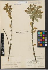 Foto von Salix hastata L.